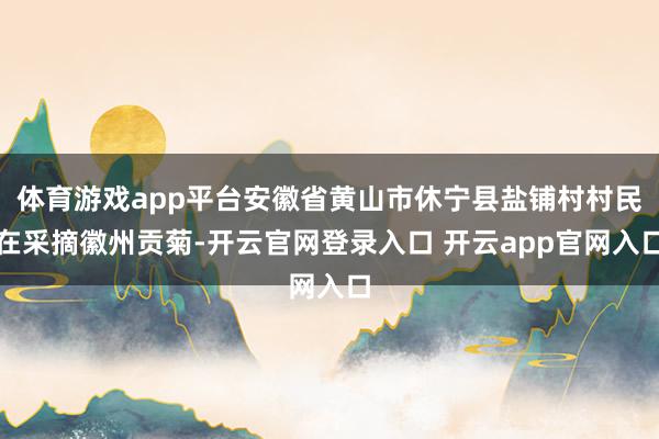 体育游戏app平台安徽省黄山市休宁县盐铺村村民在采摘徽州贡菊-开云官网登录入口 开云app官网入口